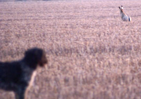 Ronja respekterar haren 2009